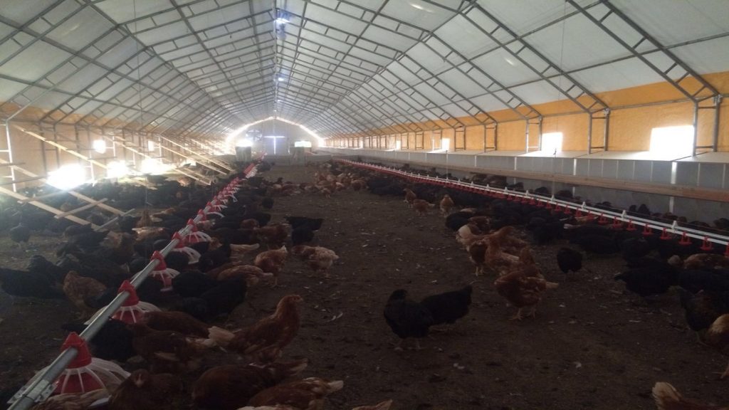 Tavuk Yetiştirme Çadırı